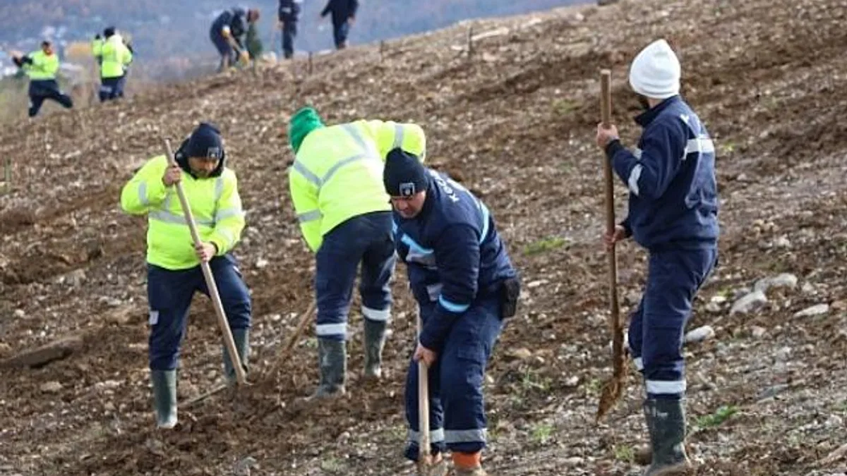 Kocaeli’de 4 bin ağaç toprakla buluşturuluyor