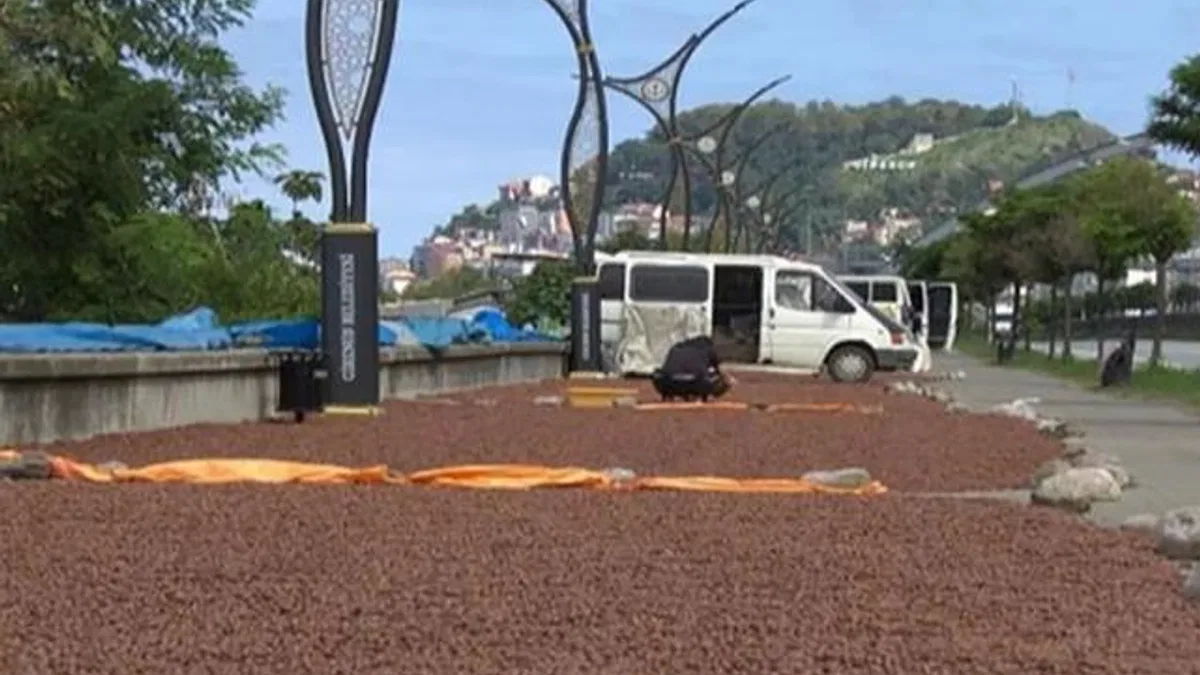 Fındık Giresun’da mekanları değiştirip dönüştürüyor