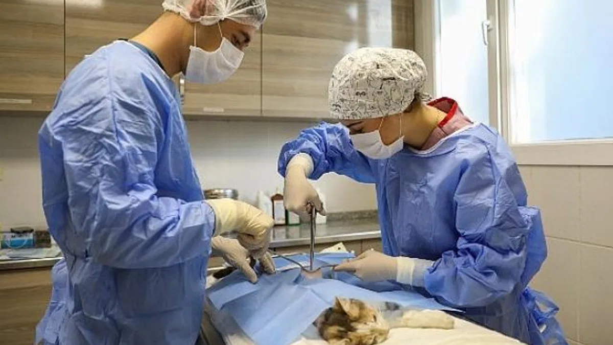 Buca’da yeni kısırlaştırma ünitesi ile daha fazla kedi kısırlaştırılacak