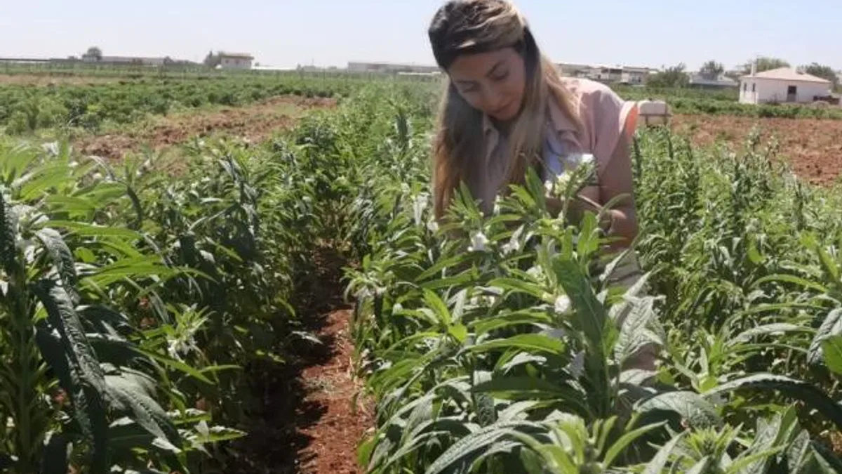 Urfa Susamı yeniden hayat buluyor