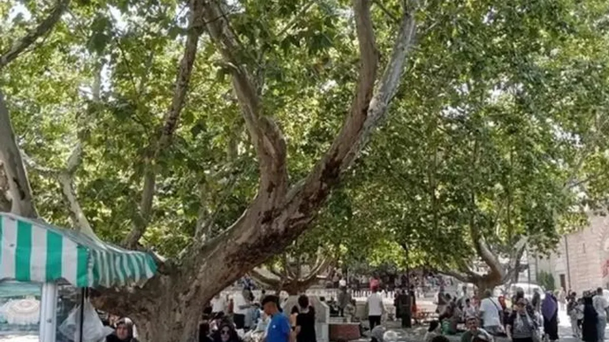 Bursa’da çınar ağaçları serinlemek için en güzel yol