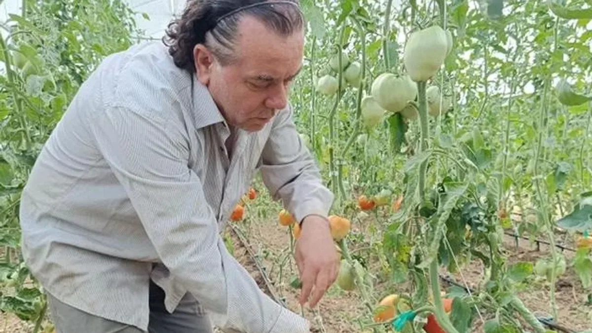 Hobi amaçlı kurduğu serada kavun boyunda domates üretiyor