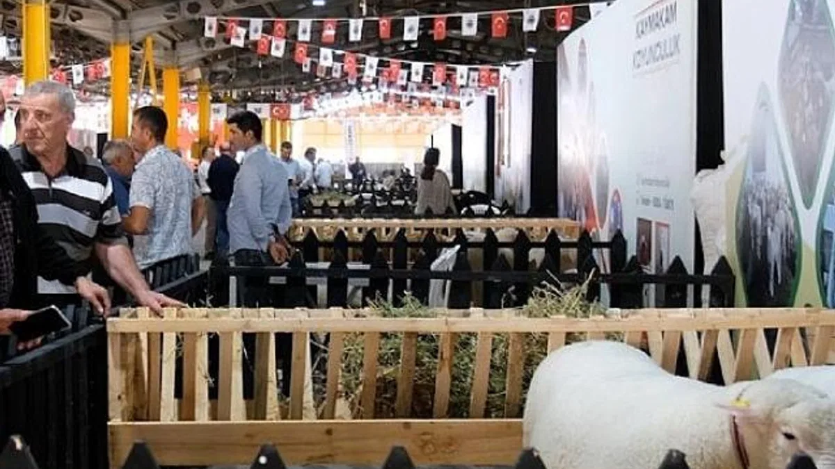 İnegöl’de Küçükbaş Hayvancılık Festivali Başladı