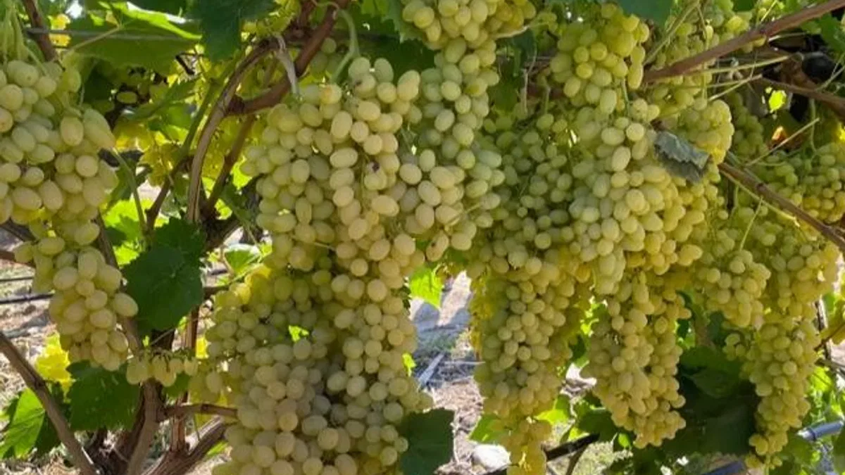 Sultani çekirdeksiz üzüm ihracata gün sayıyor