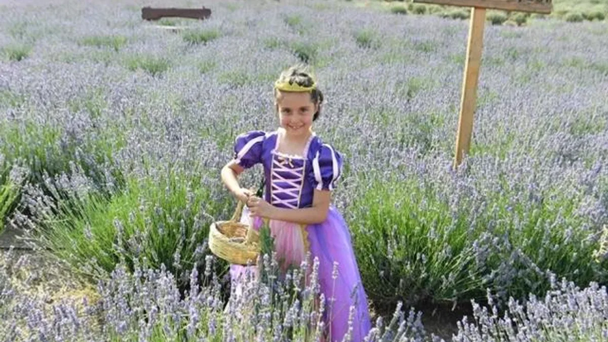 Ata Çiftiği’nde lavanta hasadı