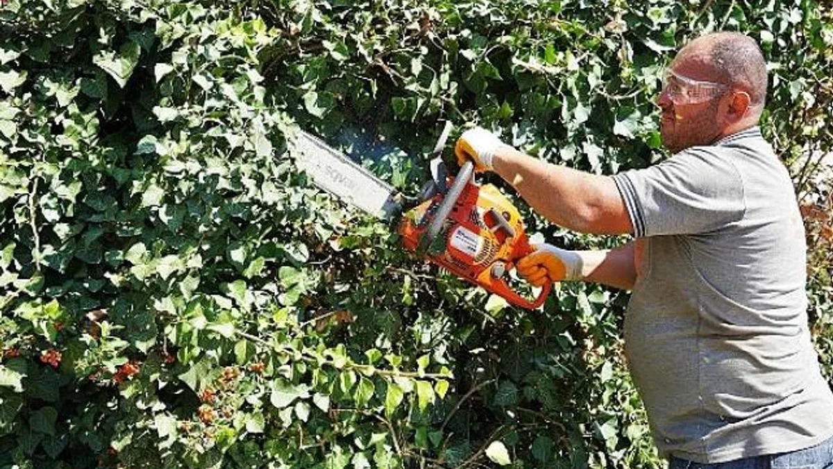 Keçiören’de mevsimlik budama çalışması