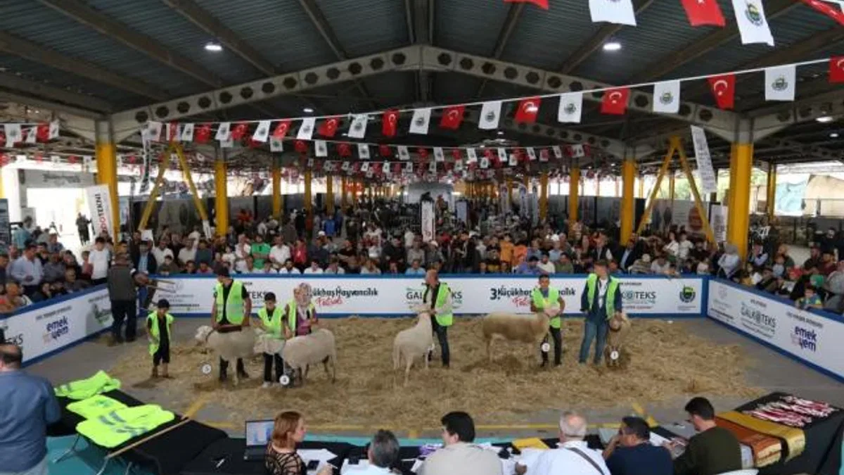 Küçükbaş Hayvancılık Festivali için geri sayım başladı