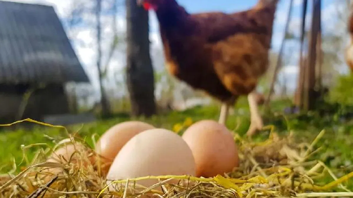 Tavuk eti ve yumurta üretiminde düşüş