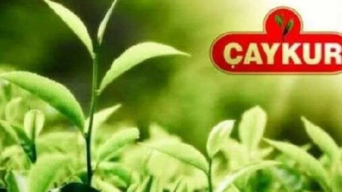 ÇAYKUR 213 bin ton yaş çay aldı