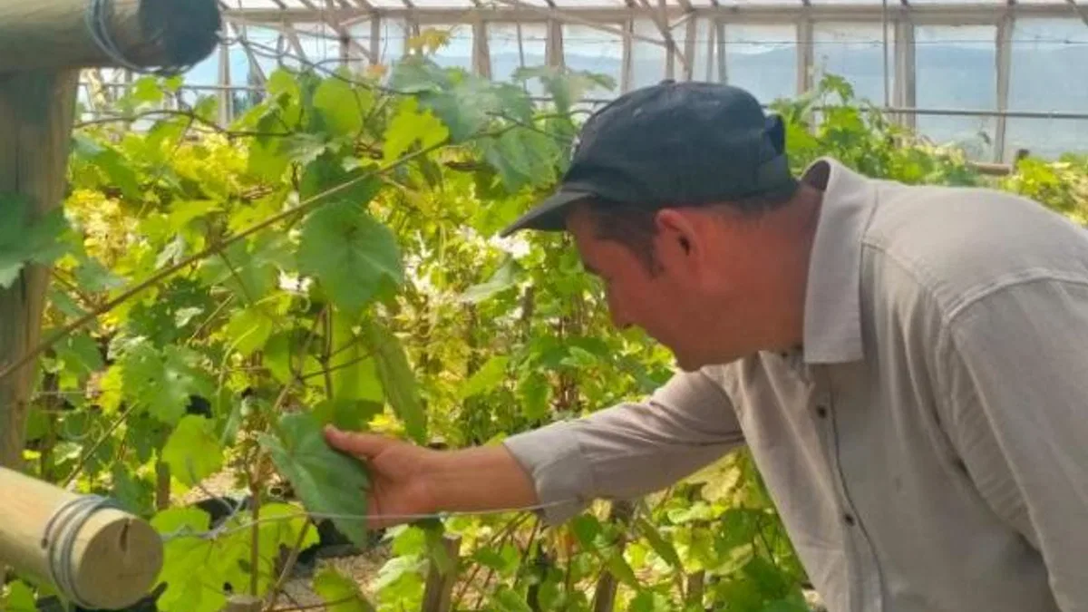 Tokat’ta dirençli üzüm çeşidi geliştirildi