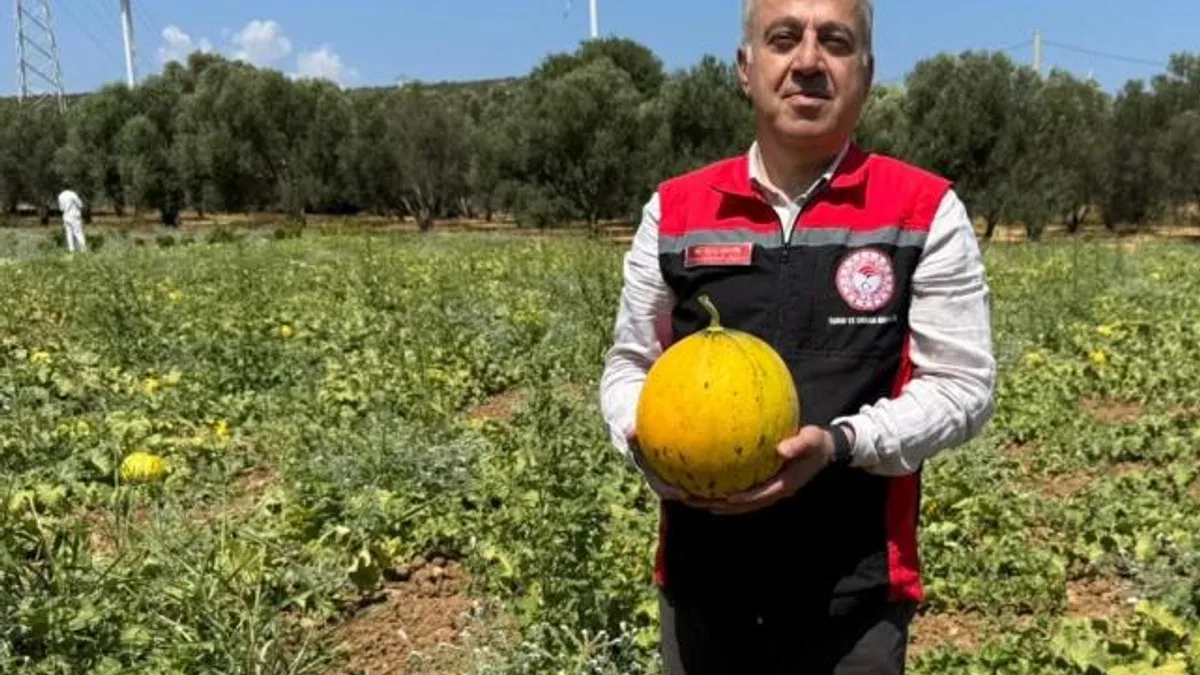 İzmir’in meşhur ‘Çeşme Kavunu’nda hasat zamanı