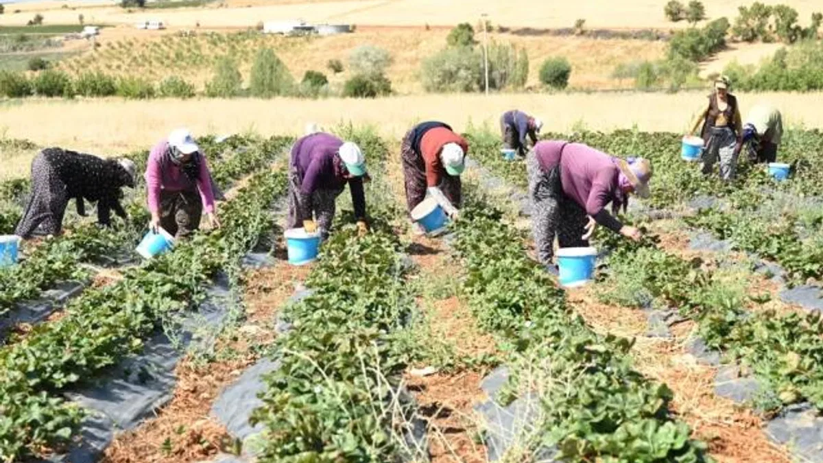Coğrafi işaretli çileğin hasadı başladı