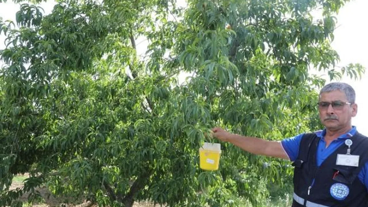 Narenciye ihracatına Muğla Büyükşehir desteği