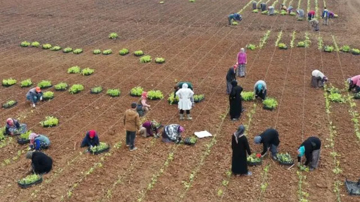 5 milyon fide toprakla buluşturuldu