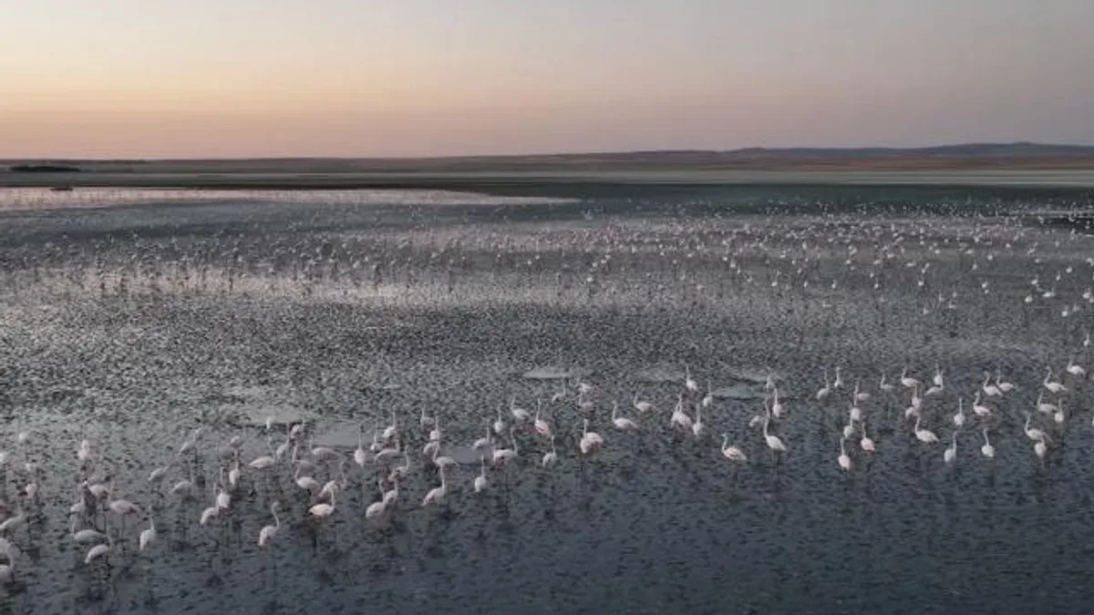Flamingolara gözümüz gibi baktık… Uğurluyoruz!