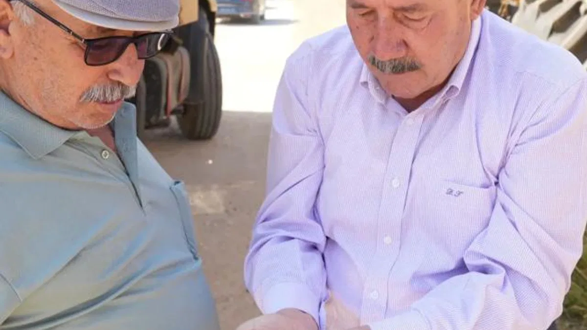 Muğla Milas Belediyesi karakılçık buğday hasadı gerçekleştirdi