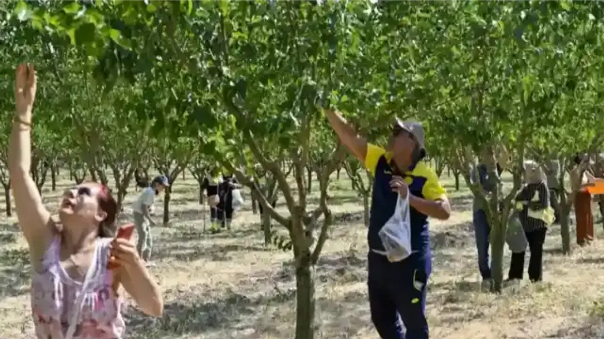 Başkentliler ATA Çiftliği’nde hasat coşkusunu yaşadı