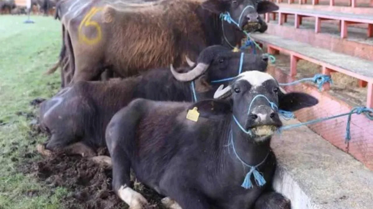 Yok oluyordu, şimdi hayat buluyor!