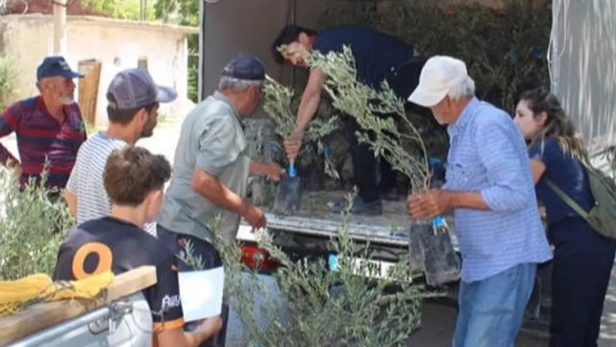 Antalya’nın 19 ilçesine 40 bin zeytin fidanı desteği