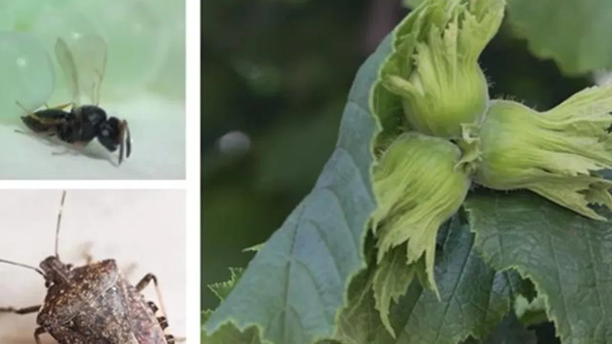 Kahverengi kokarca ile mücadele için Samuray arıları salındı