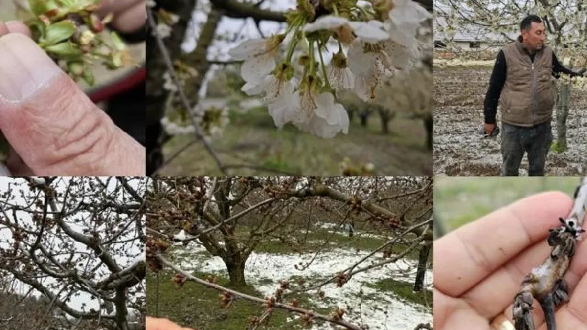 Bursa’da zirai don zararına karşı ekipler sahada