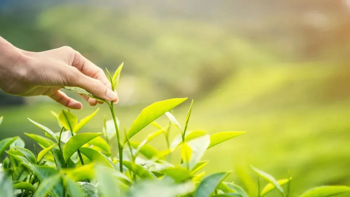 Karadeniz’de yeni sezonun ilk hasadı