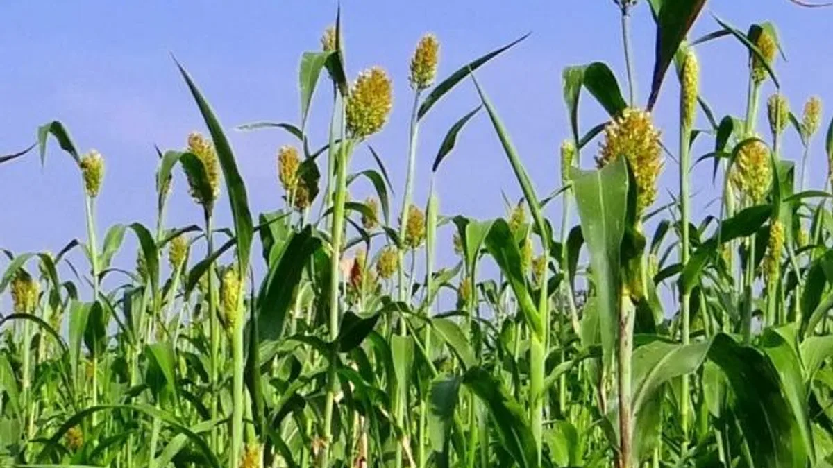 İzmir’de üreticilere Sorgum Sudan Otu Tohumu dağıtıldı