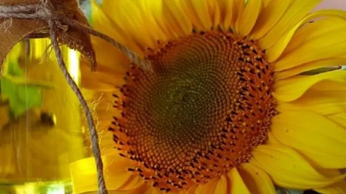 İthalatla üreticiye darbe! Ayçiçeği tohumunda Gümrük Vergisi sıfırlandı
