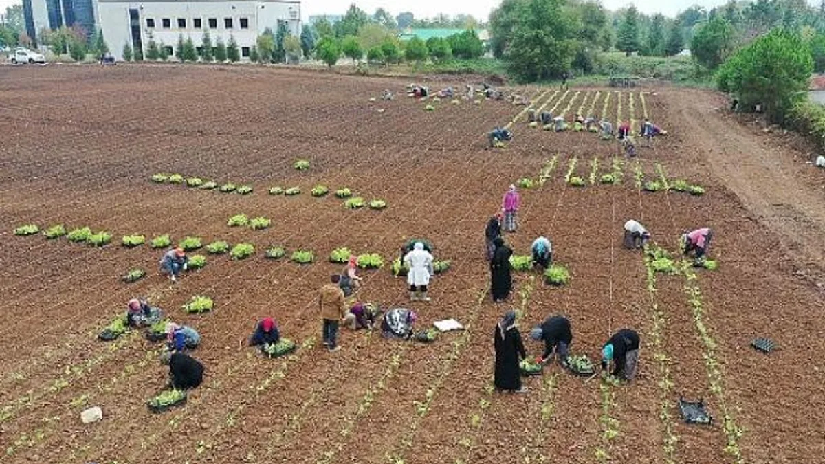 TABİP öğrencilere anlatıldı; 5 milyon fide toprakla buluşturuldu