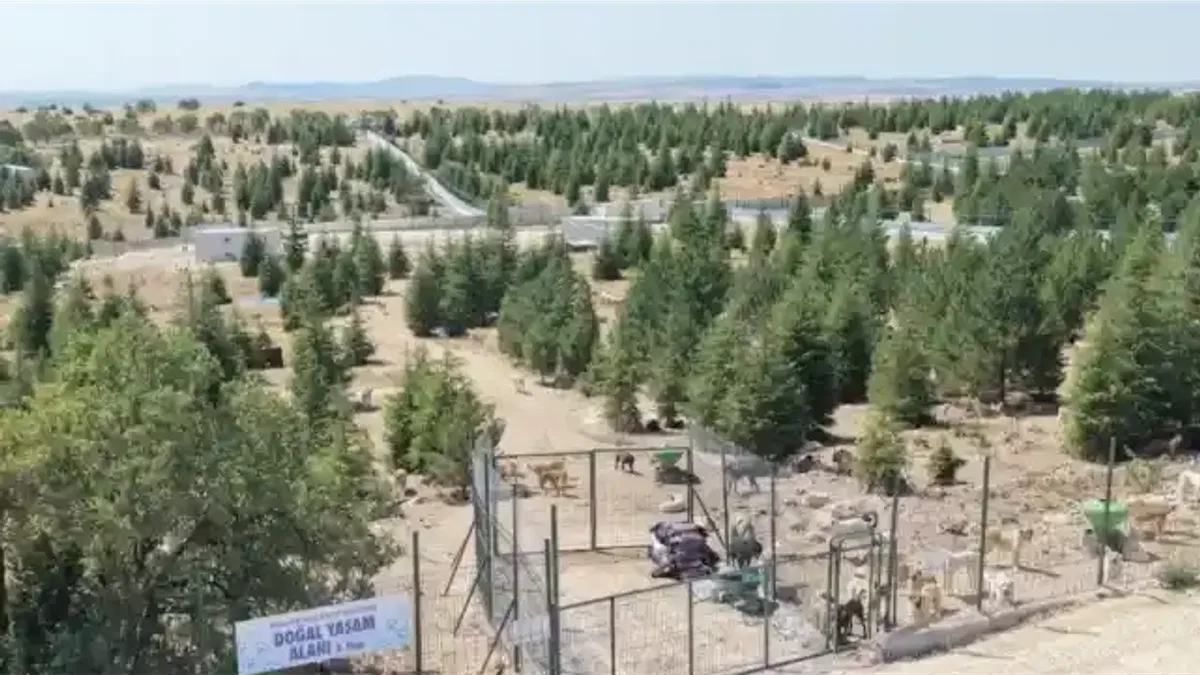 Eskişehir Büyükşehir’den sahipsiz hayvanlara yeni proje
