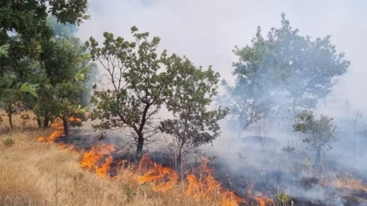 Manisa’da ormanlık alanı tehdit eden yangın