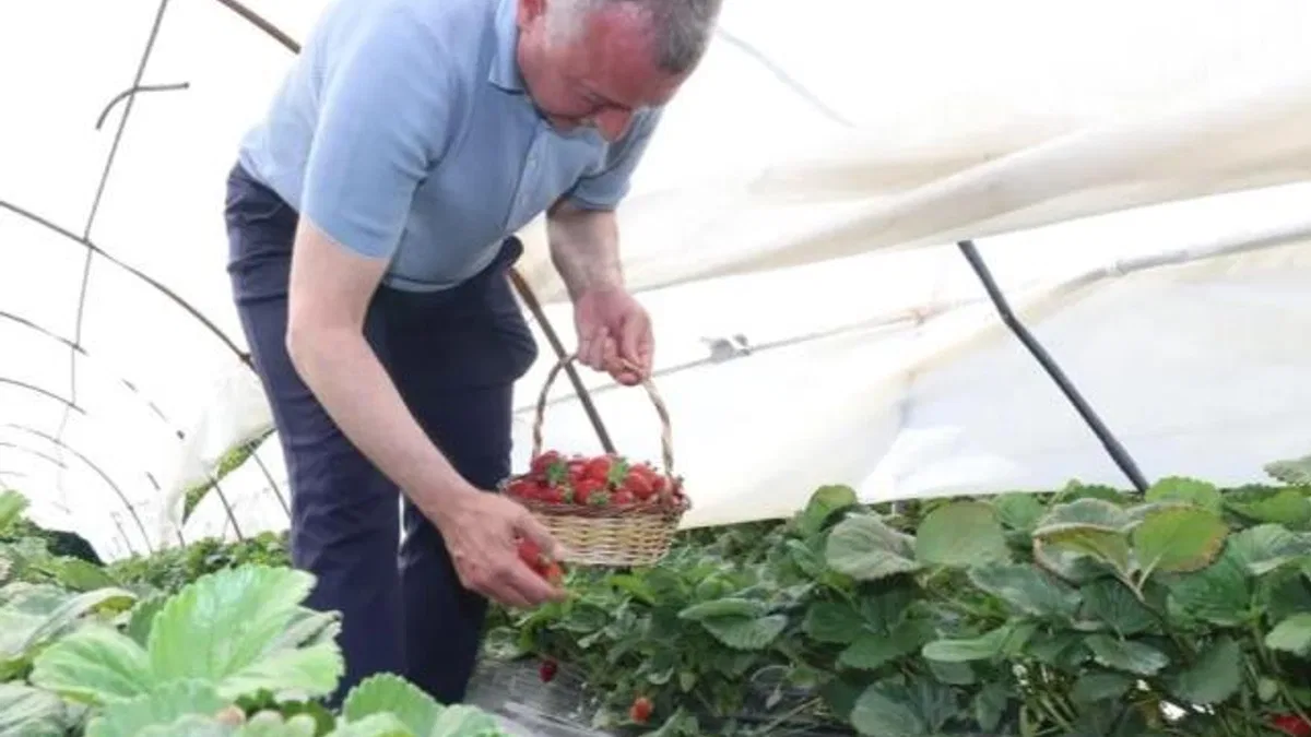 Kocaeli’de Başkan Büyükakın çilek hasadına katıldı