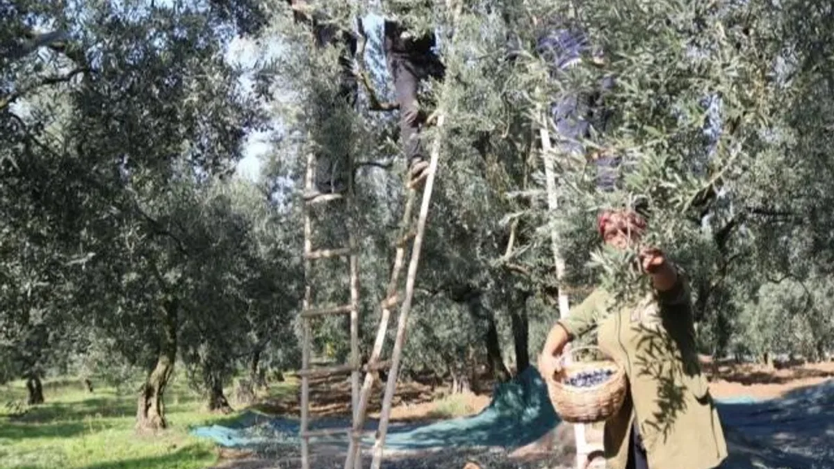 Marmarabirlik nihai fiyatları açıkladı… Zeytinde avansa ‘nihai’ ayar!